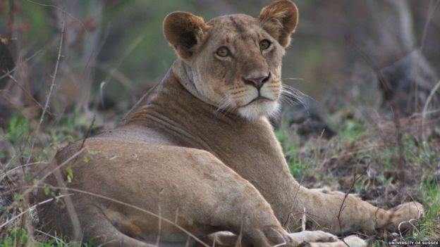 The African lion is under threat from habitat loss and poaching