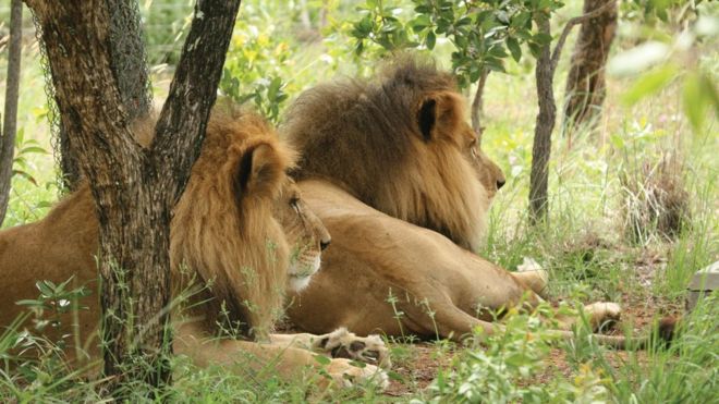 José and Liso had suffered a life of abuse, according to ADI