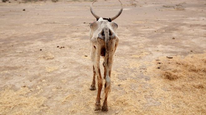 Drought struck Ethiopia last year too