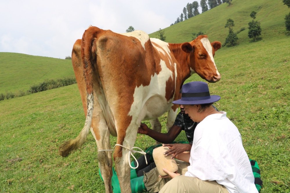 British High Commissioner Thorpe has shared joy of milking a cow for first time in Rwanda.