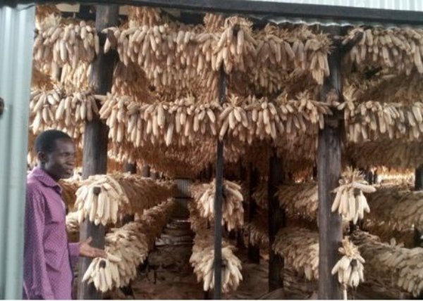 Rusizi  farmers demand maize mill for value addition