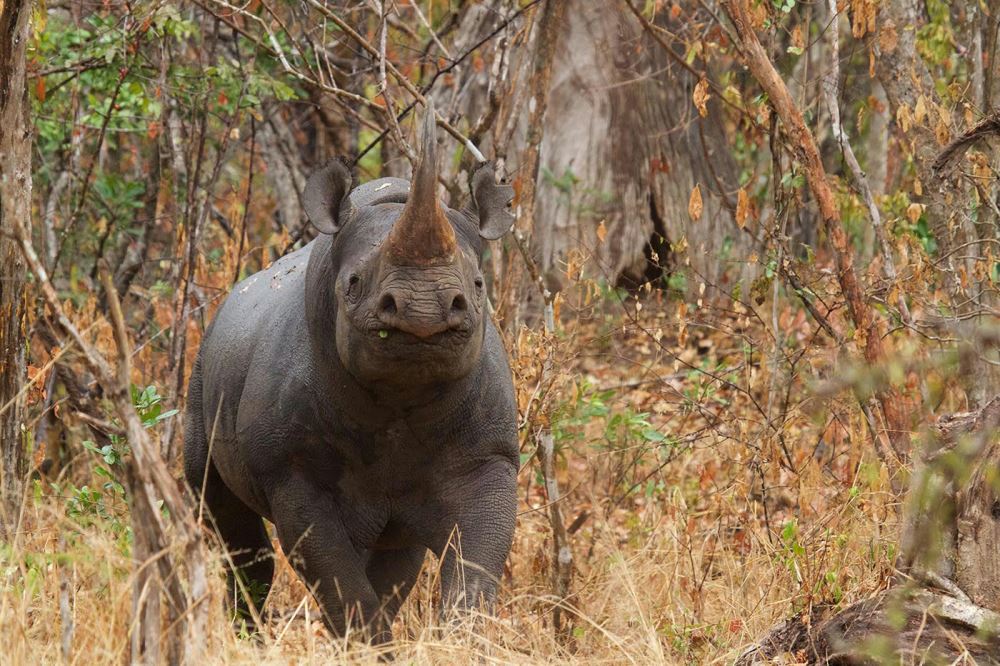 Rhinos have returned to Rwanda ten years after extinction.