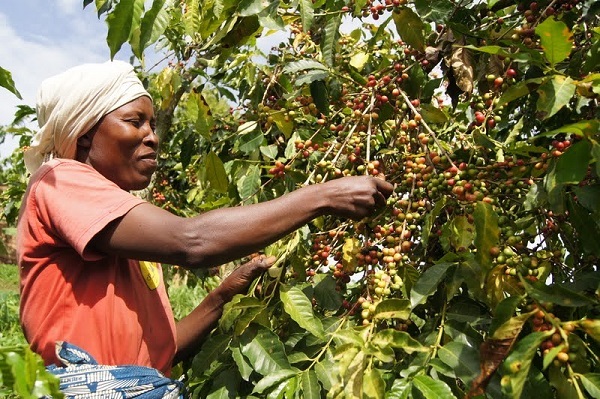 A woman harvesting coffee