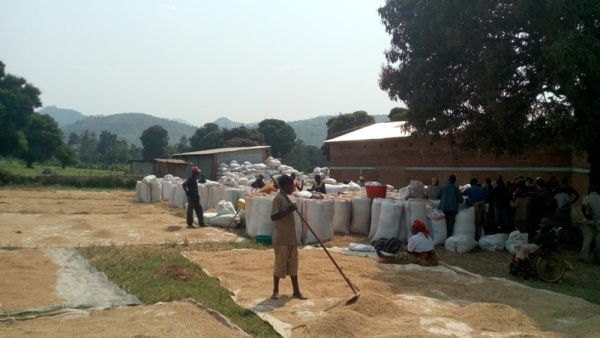 Rice farmers in Bugarama valley, Rusizi district are facing hunger after rice processing plants in Rusizi district failed to buy all their produce rendering some of it to waste.
