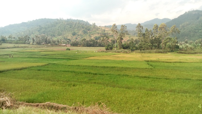 Bugarama valley where Rusizi farmers grow rice