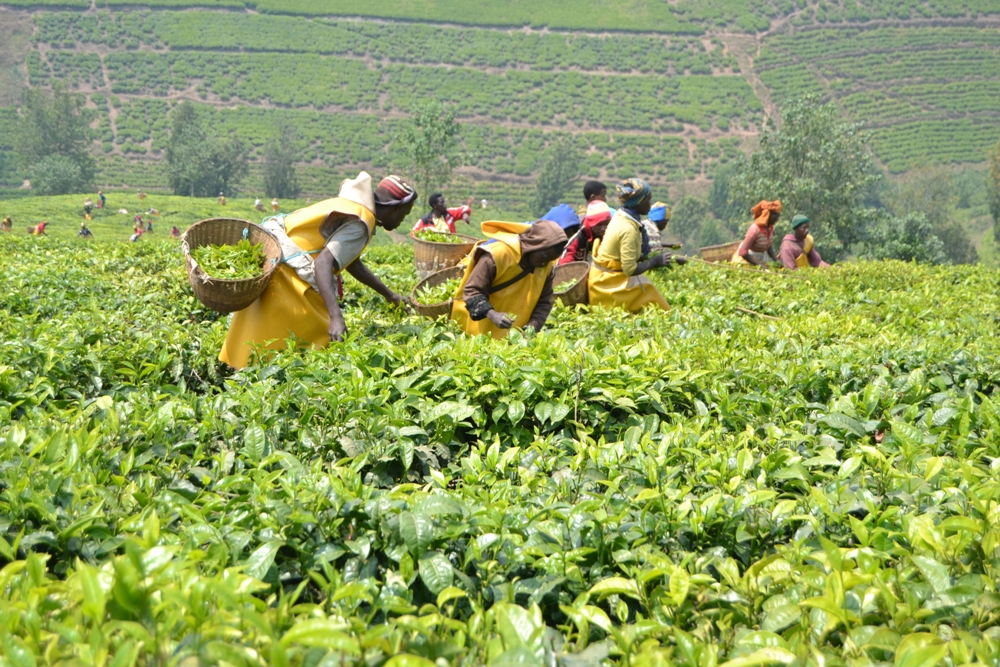 Rwanda Mountain Tea Ltd commended tea farmers for their dedication in producing and harvesting the best quality tea leaves for the factories.