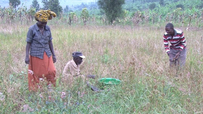 Gatsibo farmers lament contract farming