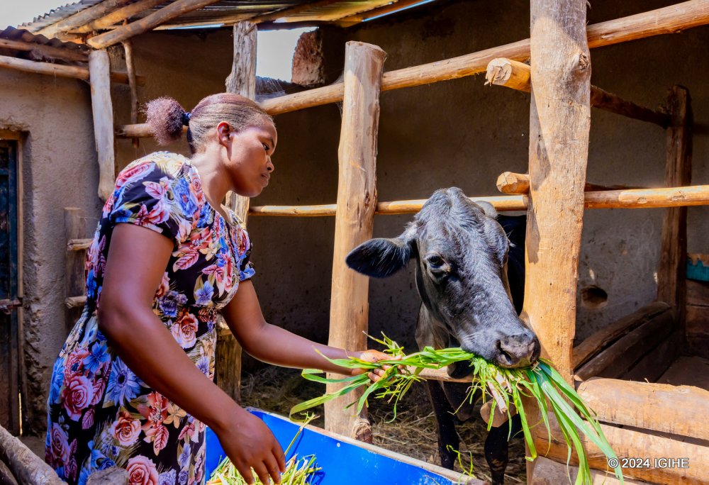 Cattle farmers are also reaping good harvests