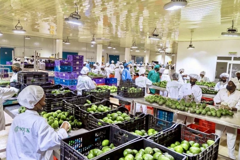According to the weekly agri-exports outlook released by the National Agricultural Export Development Board (NAEB), the country exported a total of 10,204 metric tons of agricultural products over the five-day period.