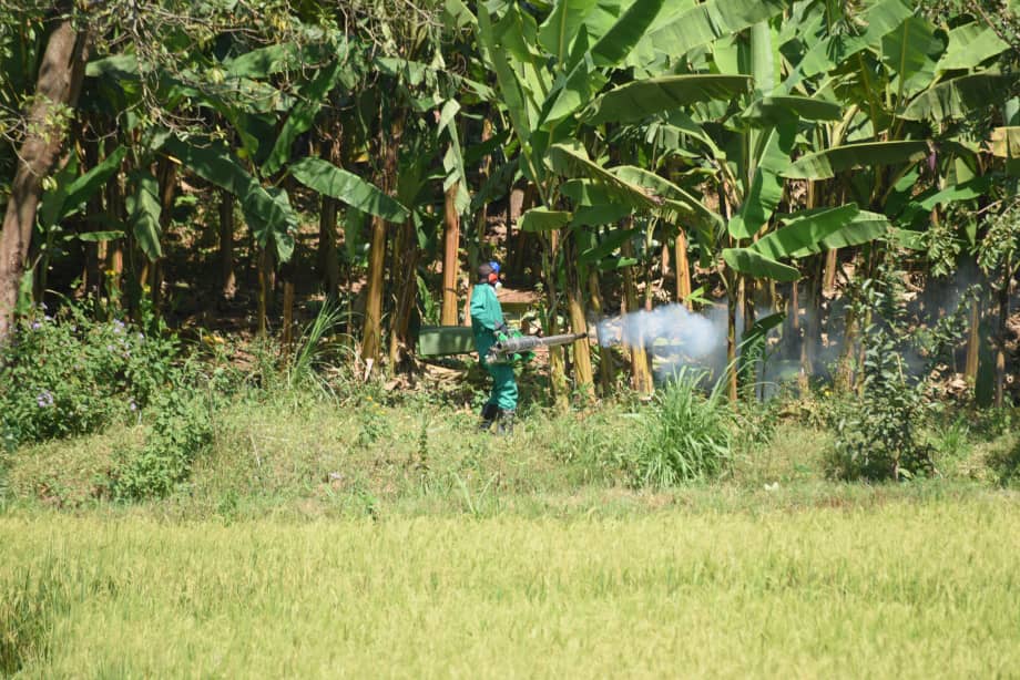 The larviciding and spatial spraying is being used to kill mosquitoes from the breeding grounds 