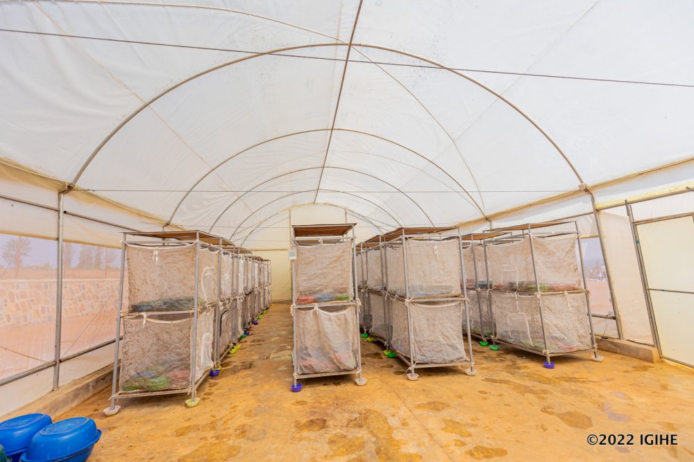 After 14 days, we take well developed larvae into cages where they spend six days and metamorphose into flies. 