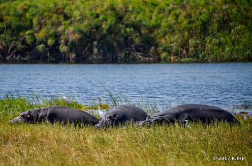 The hippopotamus is among animals present in Akagera National Park.