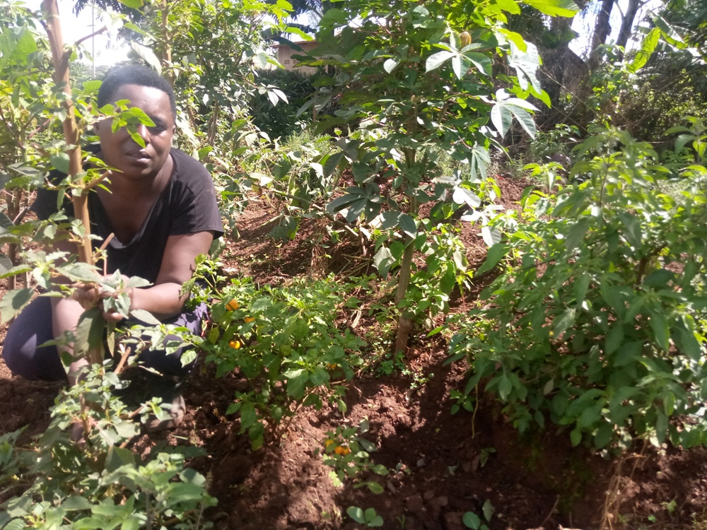 Kitchen garden has helped many households in Kayonza district to prevent stunting and malnutrition.