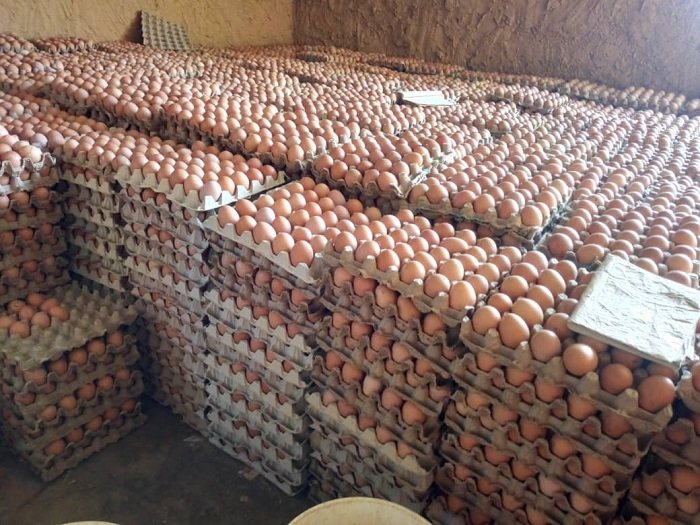 On the loss of more than a million eggs due to the Coronavirus pandemic, measures were taken by the government to buy and provide them to children under the age of five.