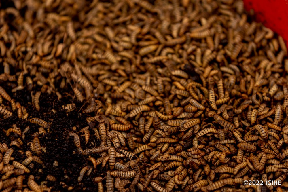 The larvae develop into flies which are dried and ground into flour rich in proteins. 