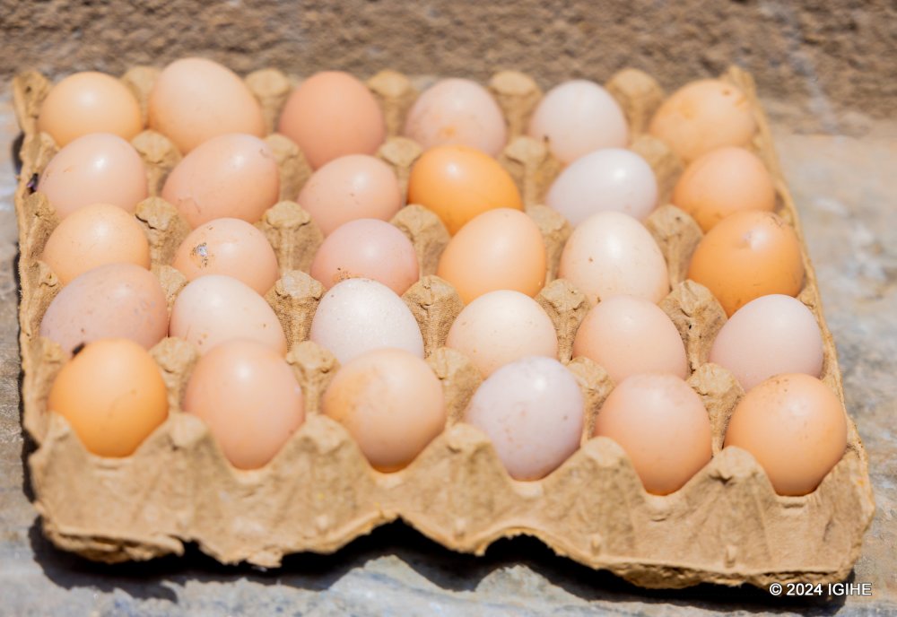 Eggs have become a good source of nutritious supplements to fight malnutrition as well as a sorce of income
