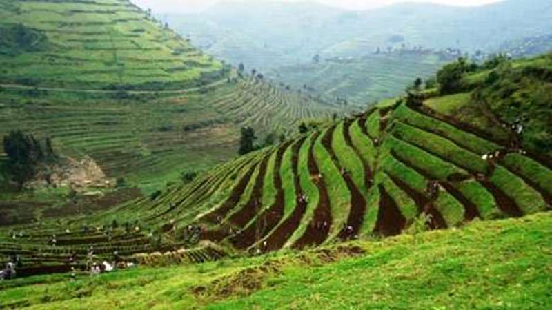 Rwanda's terraces