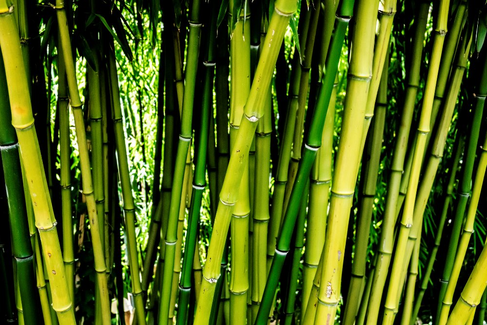 Bamboo processing is believed to be among businesses helping to tackle joblessness. Net Photo