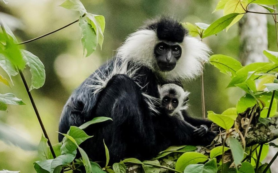 White Colobus monkeys are among species found in Nyungwe’s dense forest. Photo by Visit Rwanda Tour