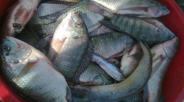 The Ministry of Agriculture and Animal Resources (Minagri) has announced that 20 out of 22 lakes that had been closed to fishing activities for two months are reopened,