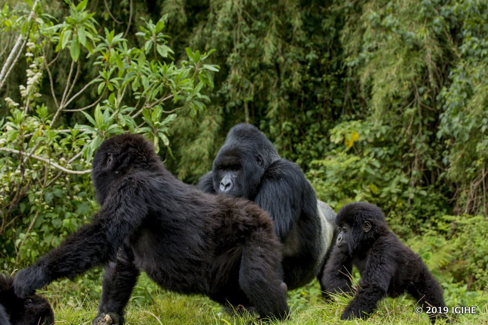Gorillas in Volcanoes National Park