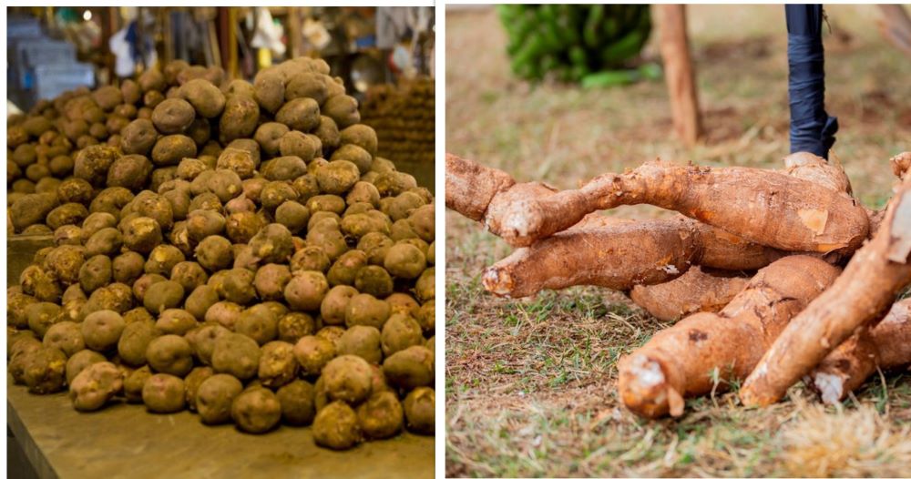 Farmers in Rwanda are set to benefit from the successful trials of enhanced potato and cassava seeds, engineered to grow without the need for chemical pesticides, offering a sustainable solution to crop protection.