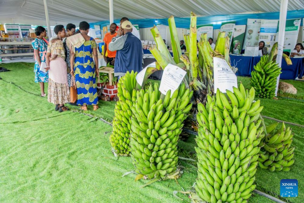 People visit a booth showcasing cooking bananas during the 18th National Agriculture Show in Kigali, Rwanda, on June 21, 2025. Rwandan farmers are showcasing a wide range of innovations transforming the country's agriculture sector at the ongoing 18th National Agriculture Show in Kigali, the capital. 