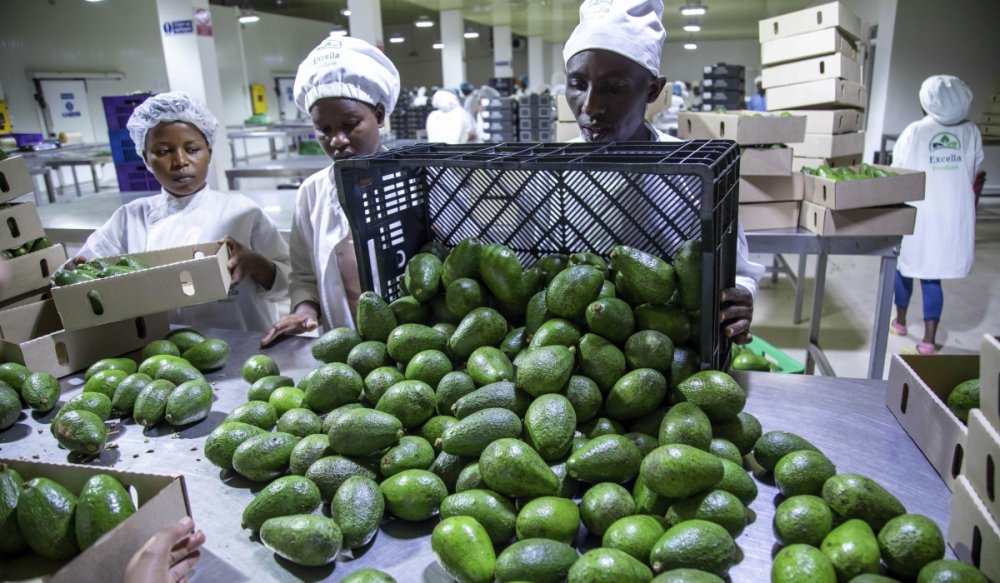 Rwanda exported a total of 9,185 tons of agricultural products between January 12 and 16, 2026.