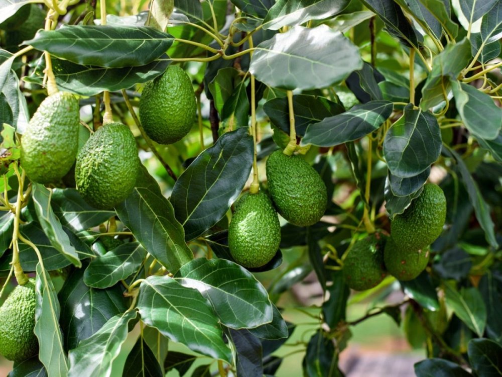 Rwanda indicates that it needs an investment of $222.3 million to develop vegetable and fruit farming, particularly avocados and pepper.