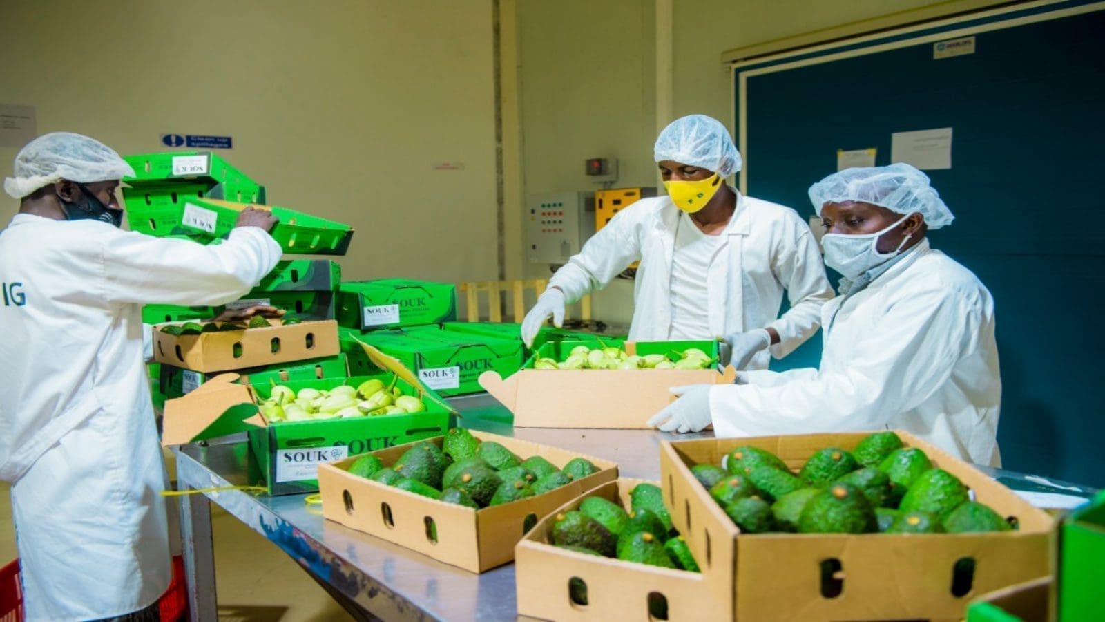 Data from NAEB released last year shows that between 2017 and 2022, Rwanda’s avocado export volumes increased from 105.4 metric tons in 2016/2017 to 2,765 metric tons in 2021/2022, while revenues soared from $37,155 to $4,533,801 during the same period.
