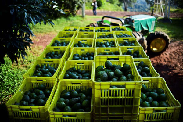 Boxes of avocados. Kenya plans to start exporting the fruit to the US.
