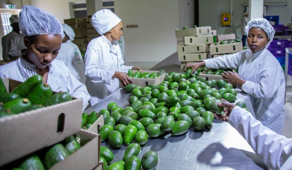 Avocados are mainly exported to the Gulf, Europe, and neighboring countries, with a new market now opened in China.