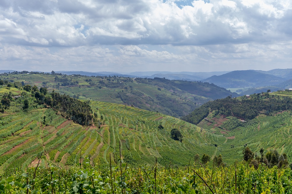 Terraces in Gicumbi district built in partnership with RDF.
