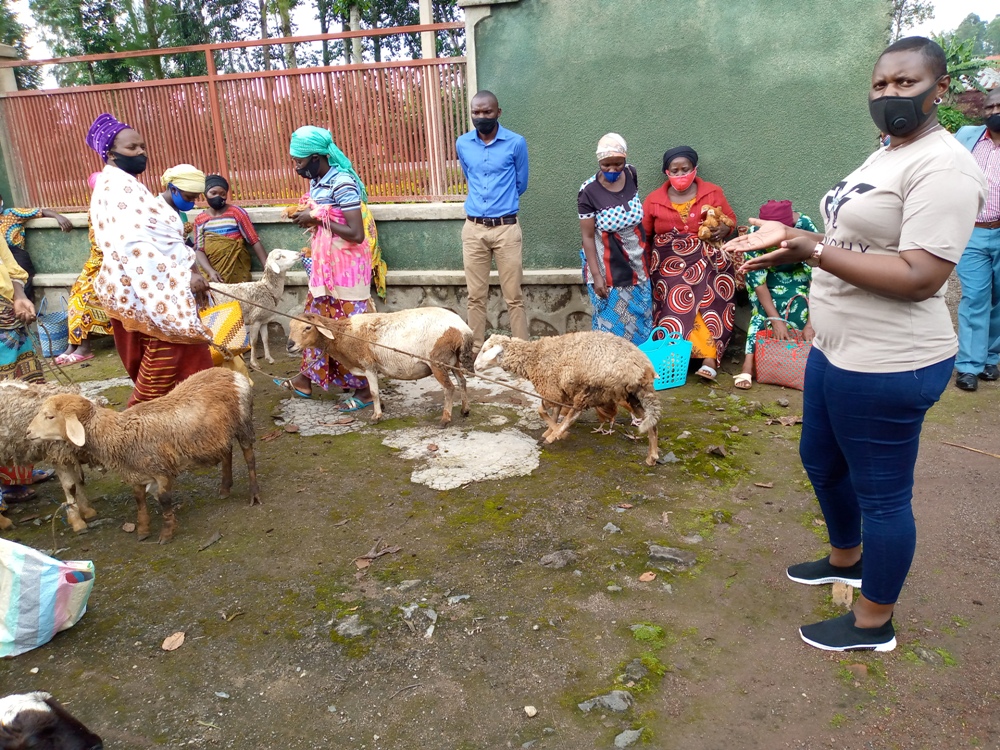 The livestock donated by Compassion International (a non-profit organization) include 19 cows, 8613 chickens, 150 sheep and 357 goats.