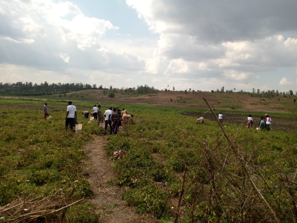 Residents are also involved in farming activities.  