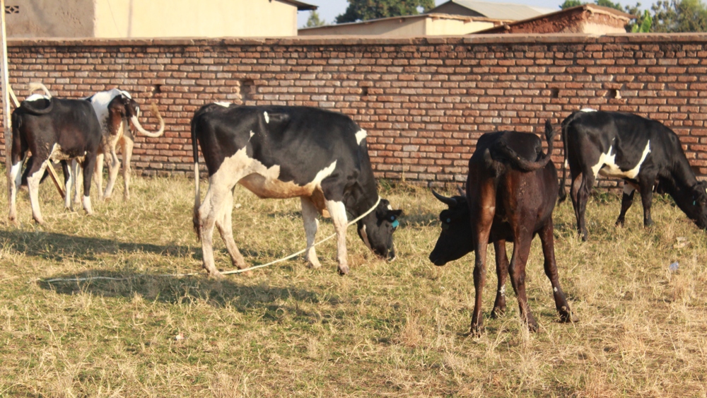 The hospital has donated 147 cows to beneficiaries in 10 sectors of Huye district passed to other members of the community through off-spring sharing program since 2014.  
