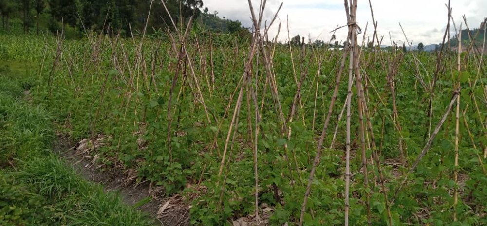 Conservation agriculture promotes minimum soil disturbance, maintenance of a permanent soil cover and diversification of plant species.
