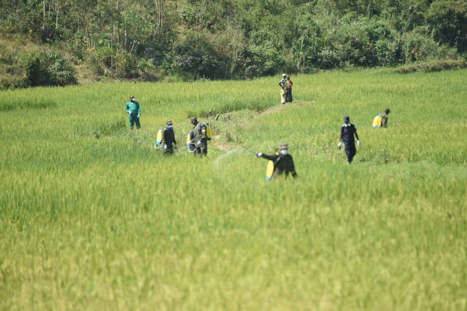 The exercise was launched Thursday in Kamonyi District, Musambira Marshland.