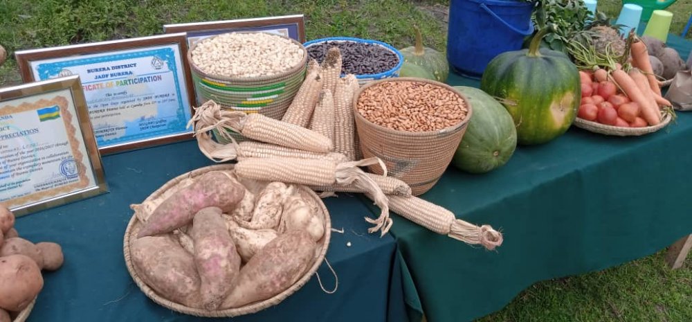 Burera farmers have said that conservation agriculture helped them increase yields.