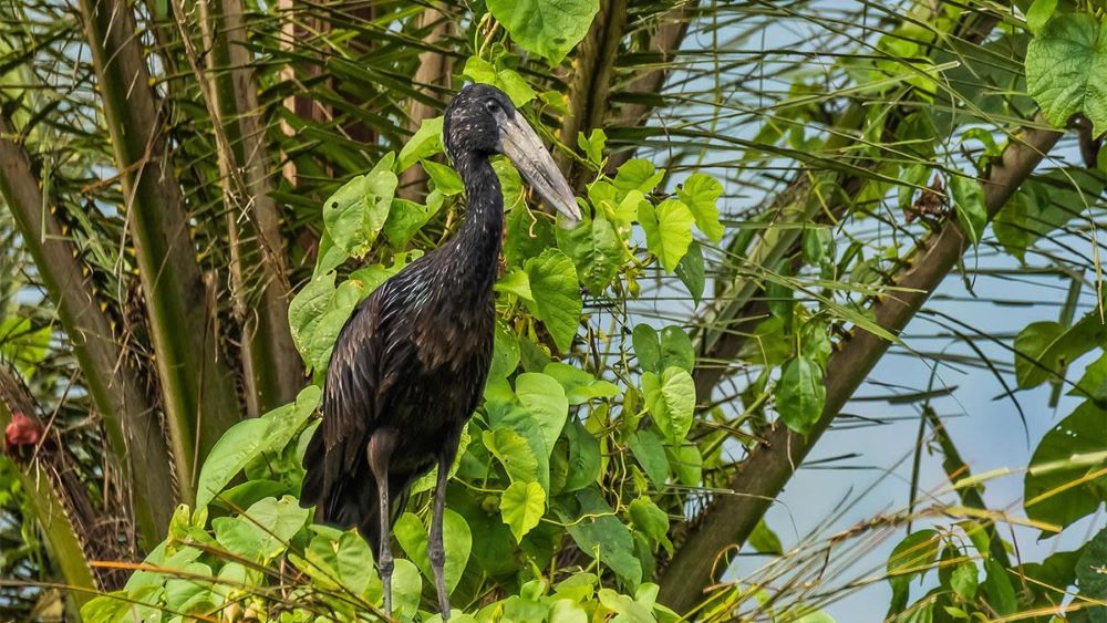 Visiting Gishwati-Mukura National Park leaves indelible memories for birdwatchers.