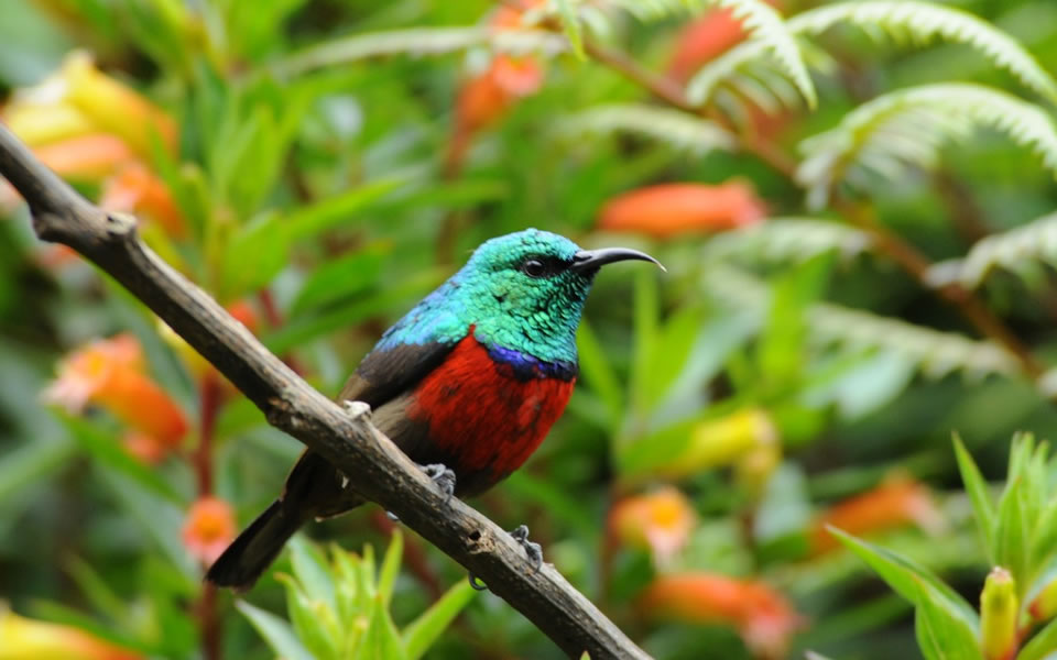 Nyungwe is also a paradise for birdwatchers, boasting over 320 bird species. Photo by Visit Rwanda Tour