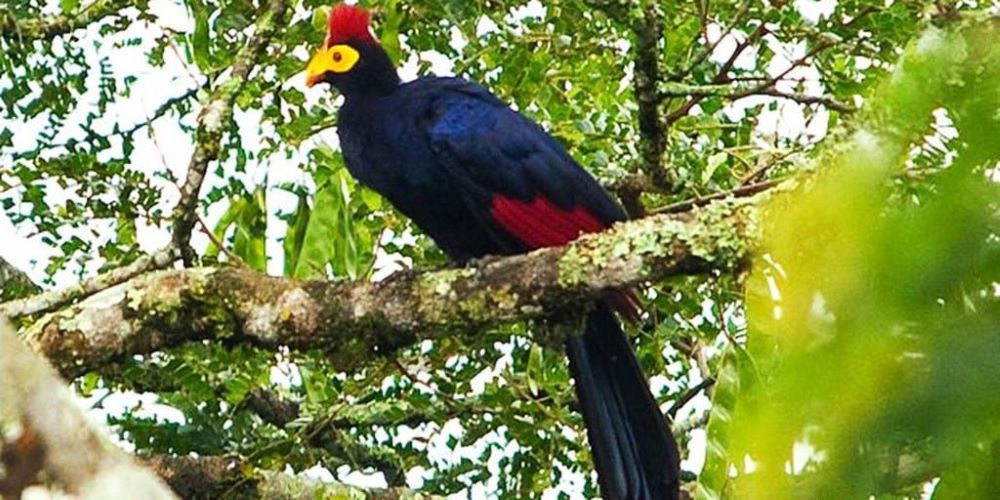 Nyungwe National Park offers birders a chance to spot rare and endemic species.