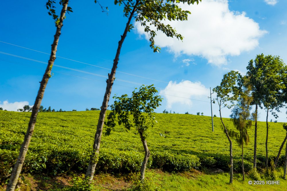 As you approach Rusizi City, you are greeted by expansive tea plantations that stretch across the landscape