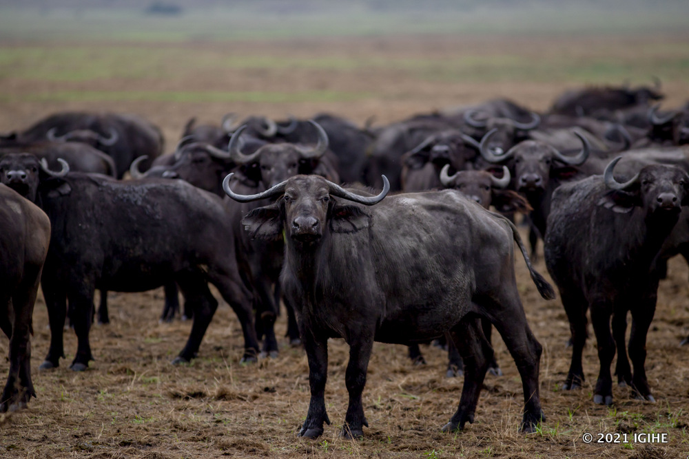 Akagera National Park is home yo the 'Big Five'.