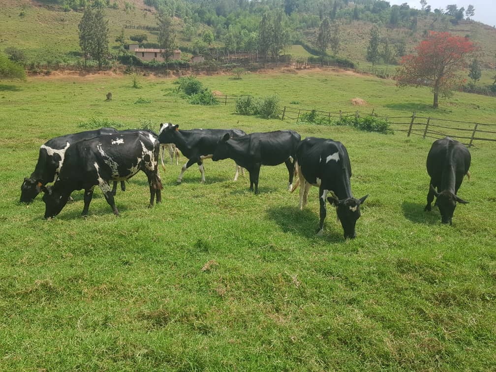 Beneficiaries received the cows on Friday. 