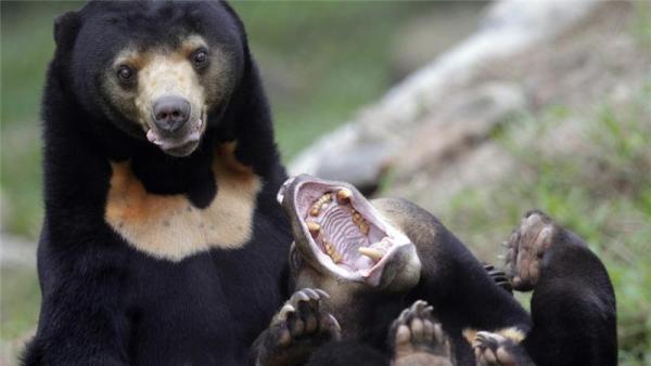 Online offerings range from rare birds to orangutans and sun bears