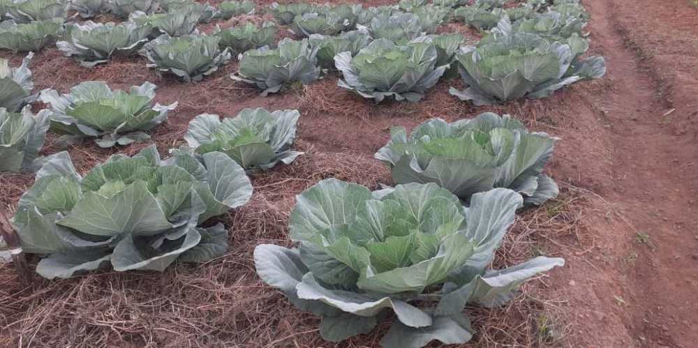Figures from Huye district show that vegetable farmers produce over 8,550 tons per annum on 474 hectares. 