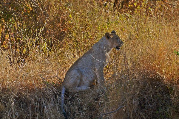 A lion cub, the third generation of a pride that started with a meagre number a decade prior, but now starting to thrive, sits on September 11, 2016, at the Selenkay community conservancy, where some of the indigineous Maasai "Morans" (warriors) have foregone their ancestral role as lion-hunters to instead protect the big cat under a conservation scheme named "Lion Guardians".