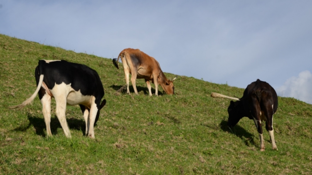 Previously the number of cattle to be auctioned was 158 but one died later and reduced to 157.