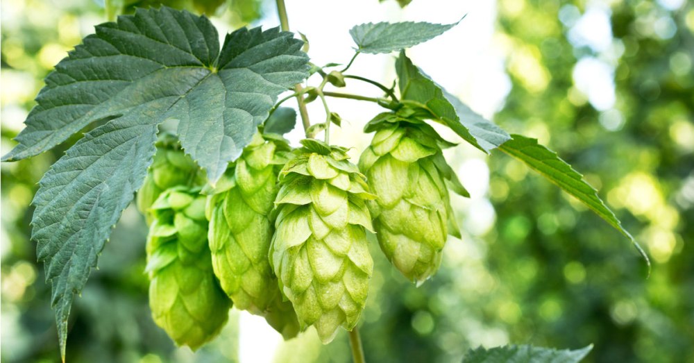 Hops; One of the ingredient to produce Heineken drinks